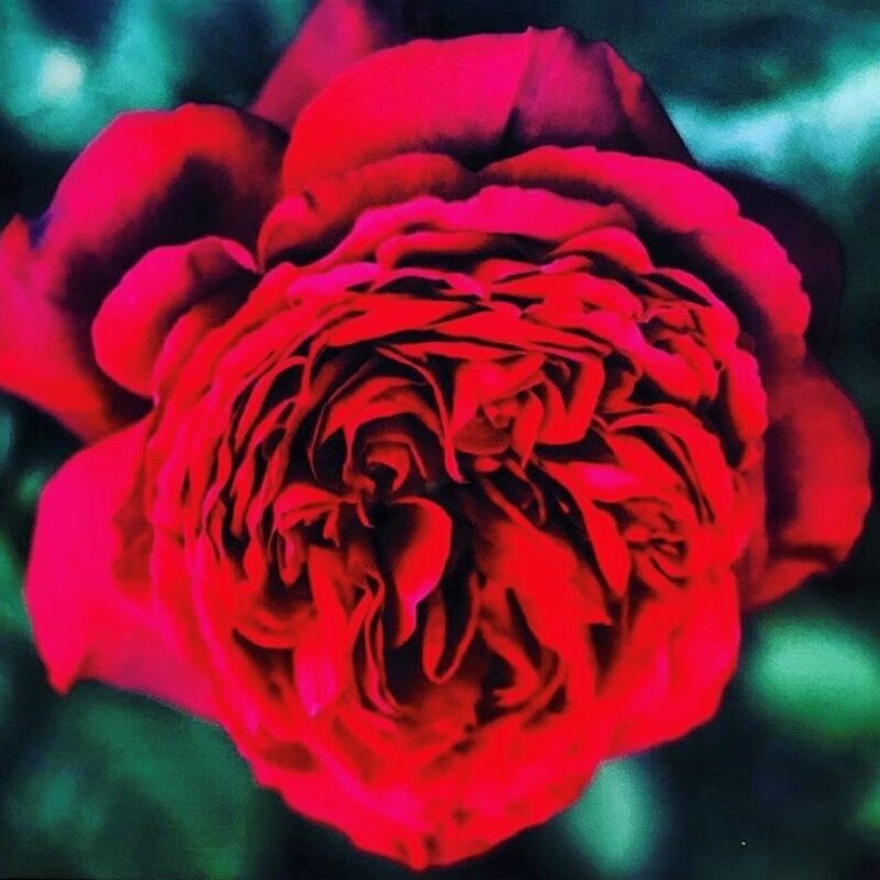 Fabri Art Rose